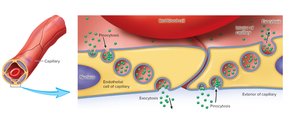 Pinocytosis and transcytosis in capillary endothelial cells