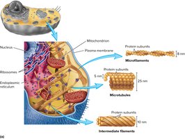 Cytoskeleton components: microfilaments, microtubules, intermediate filaments