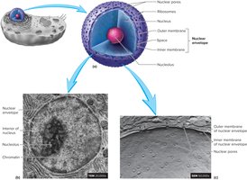 Structure of the nucleus with nuclear envelope, nucleolus, and chromatin