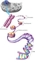 Chromosome structure: DNA, nucleosomes, chromatin, chromosome