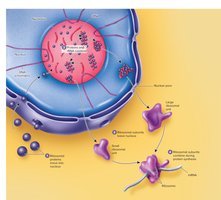 Ribosome assembly and function