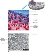 Structure of rough and smooth endoplasmic reticulum