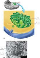 Structure of the Golgi apparatus