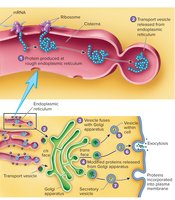Function of the Golgi apparatus: protein modification and vesicle formation