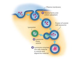 Action of lysosomes in digesting material