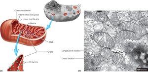 Structure of mitochondria with cristae and matrix