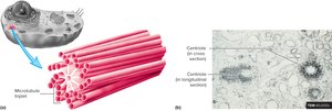 Centrioles and spindle fibers structure