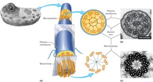 Structure of cilia and flagella