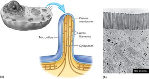 Structure of microvilli