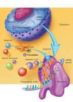 Overview of transcription and translation