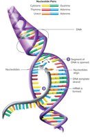 Transcription process: DNA to mRNA