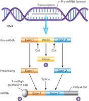 Posttranscriptional modification of mRNA: splicing, capping, polyadenylation