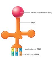 Translation: tRNA, mRNA, and ribosome interaction