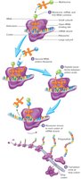 Translation process: polypeptide synthesis and polyribosome formation