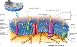 Detailed structure of the plasma membrane showing phospholipids, proteins, and carbohydrates