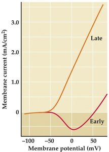 Voltage-dependence of early and late ionic currents