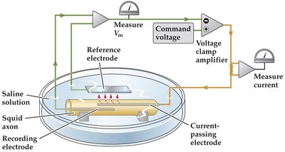 Voltage-clamp: measuring conductance