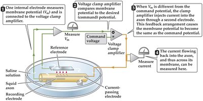 Voltage-clamp experimental setup