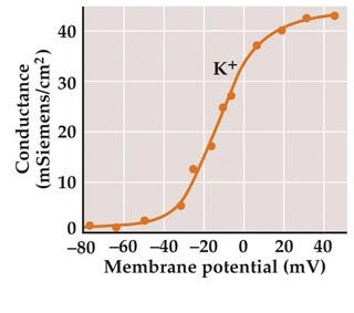 K+ conductance g-V curve
