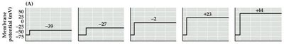 Na+ conductance g-V curve