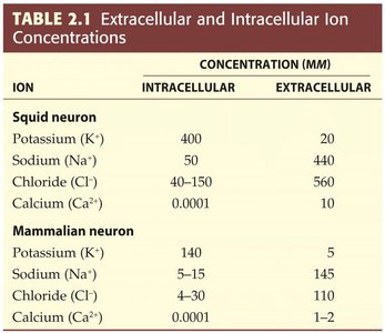 Table of ion concentrations in squid and mammalian neurons