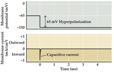 Hyperpolarization voltage-clamp response