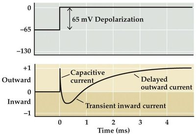 Depolarization voltage-clamp response
