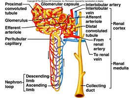 Nephron loop and tubule showing filtration, reabsorption, and secretion