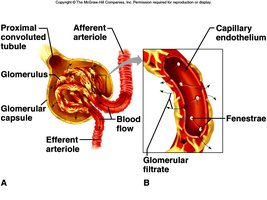 Glomerulus and capillary endothelium showing filtration