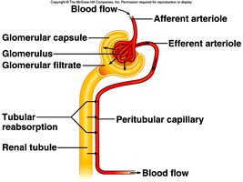 Tubular reabsorption in nephron