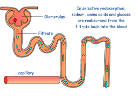 Diagram of nephron showing reabsorption process