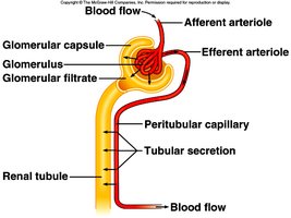 Tubular secretion in nephron