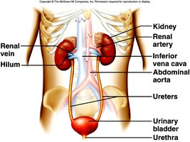 Anatomy of the urinary system showing kidneys, ureters, bladder, and urethra