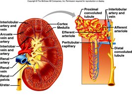 Table of substances filtered and reabsorbed by the kidney