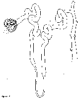 Nephron diagram for color coding activity