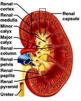 Internal anatomy of the kidney showing cortex, medulla, calyces, pelvis, and ureter