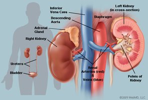 Kidney external and internal anatomy with adrenal gland and connective tissue layers