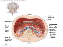 Cross-section of the kidney showing supportive tissue layers and peritoneal cavity