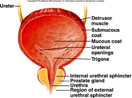 Urinary bladder anatomy showing detrusor muscle, sphincters, and urethra