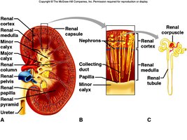 Kidney cross-section showing nephron structure and renal tubule