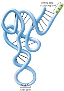 Structure of transfer RNA (tRNA)