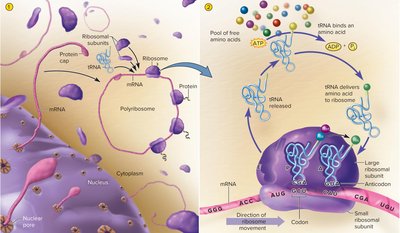 Translation of mRNA by ribosomes