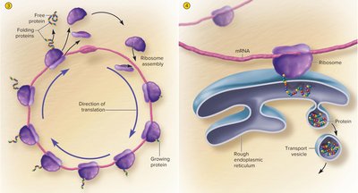Polyribosome and protein synthesis