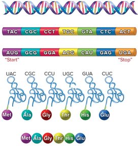 Relationship of DNA base sequence to peptide structure