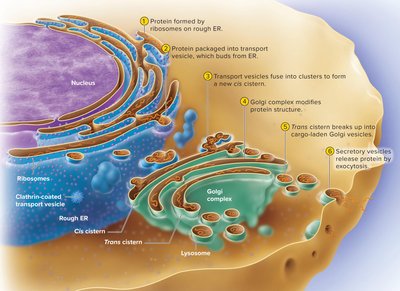 Protein processing and secretion pathway