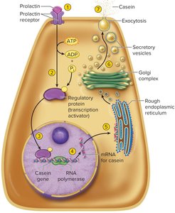 Mechanism of gene activation by prolactin