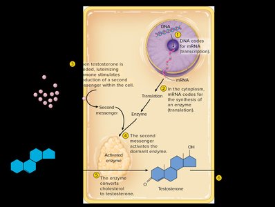 Indirect control of testosterone synthesis by DNA