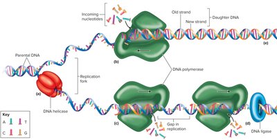 Semiconservative DNA replication