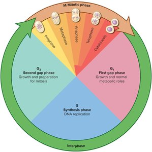 The cell cycle phases