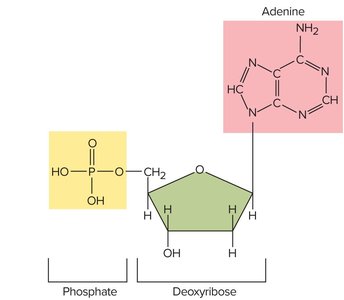 Structure of a nucleotide